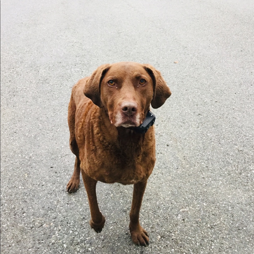 Meet your Posher, Hadley